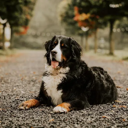 Haus Am - Gochness Кессель