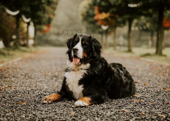 Haus Am - Gochness Kessel